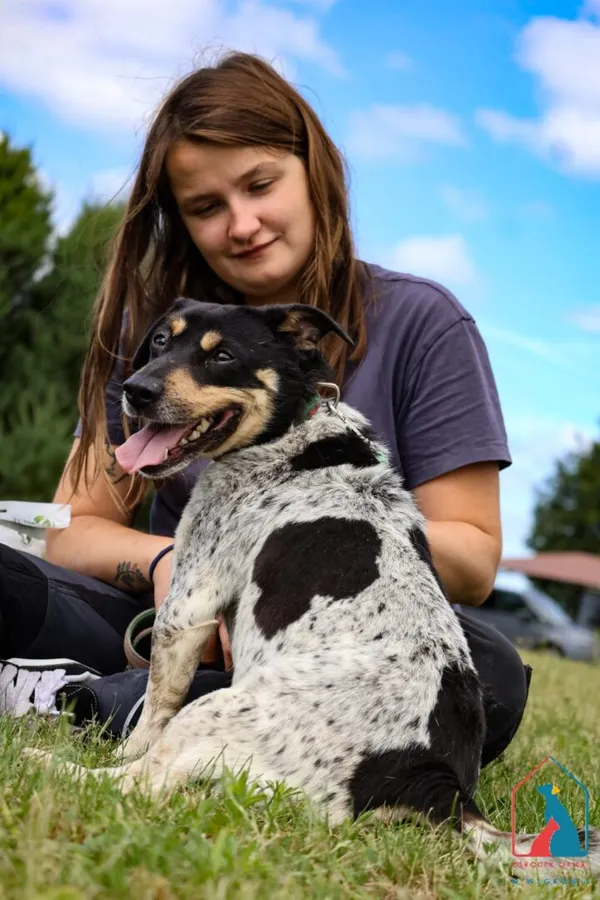 Pies do adopcji, Grudziądz, 14 kwietnia 2025 (4/5)