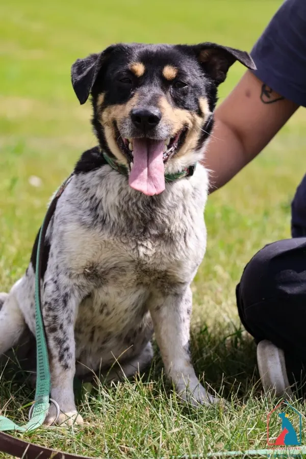 Pies do adopcji, Grudziądz, 14 kwietnia 2025 (5/5)