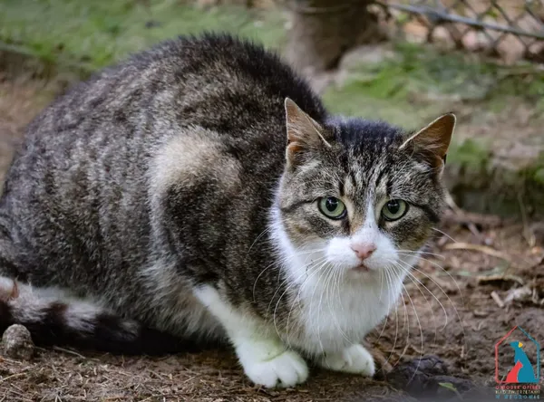 Kot do adopcji, Grudziądz, 1 kwietnia 2025 (2/5)