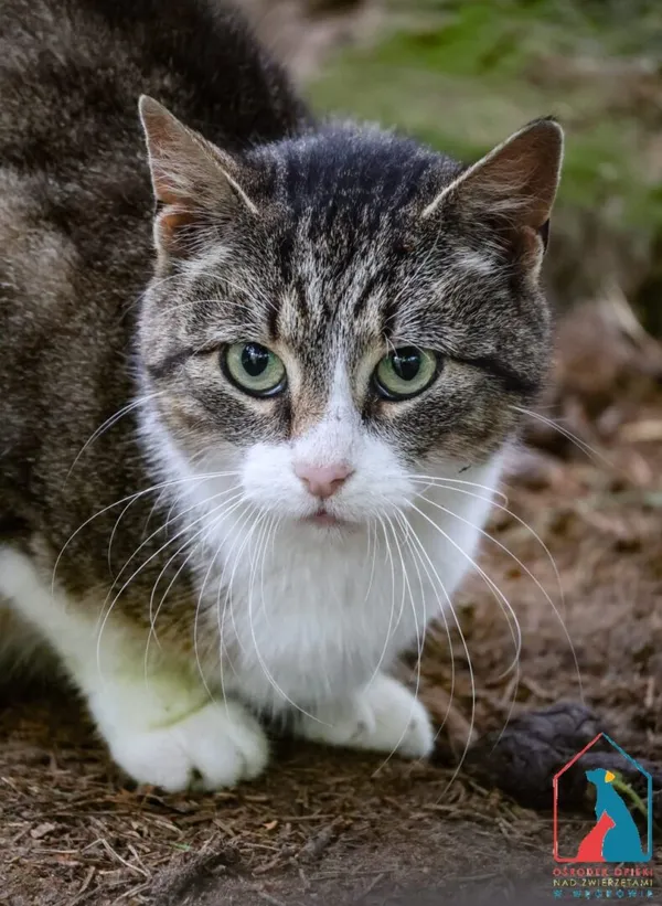 Kot do adopcji, Grudziądz, 1 kwietnia 2025 (3/5)