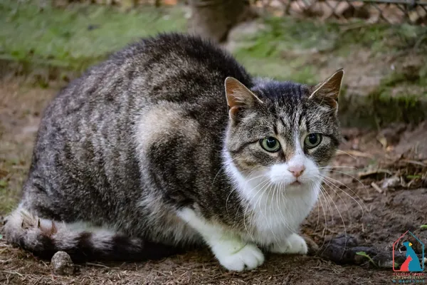 Kot do adopcji, Grudziądz, 1 kwietnia 2025 (4/5)