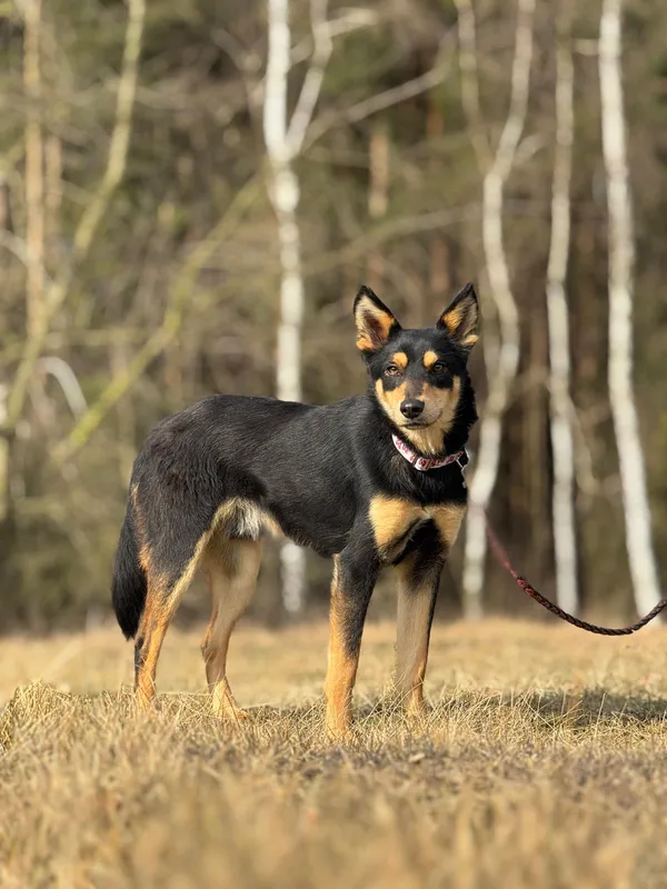 Pies do adopcji, Pieczyska, 28 kwietnia 2025 (2/5)