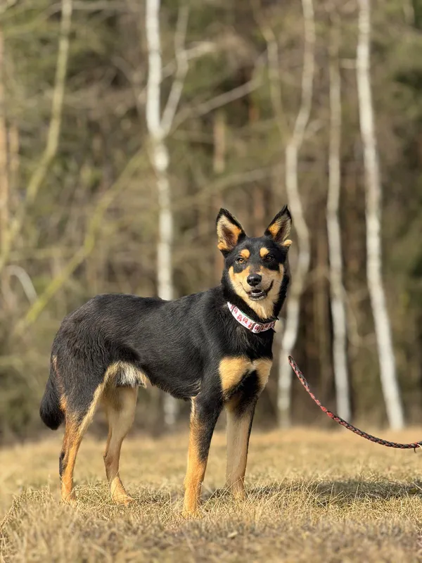 Pies do adopcji, Pieczyska, 28 kwietnia 2025 (3/5)