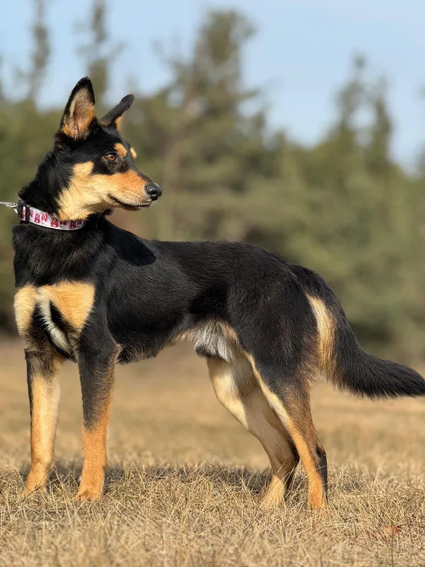 Pies do adopcji, Pieczyska, 28 kwietnia 2025 (5/5)