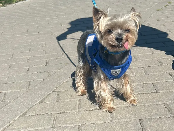 Znaleziono psa, Bydgoszcz, 27 kwietnia 2025