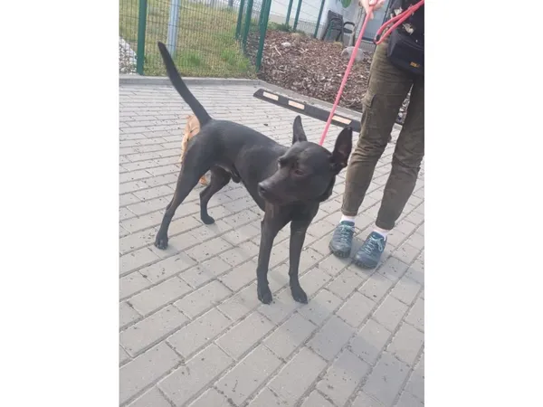 Znaleziono psa, Bydgoszcz, 21 kwietnia 2025