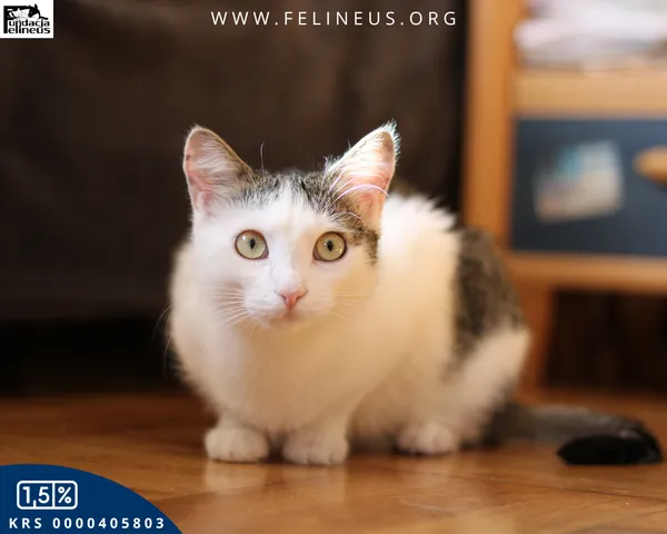 Kot do adopcji, Rzeszów, 28 kwietnia 2025 (2/6)