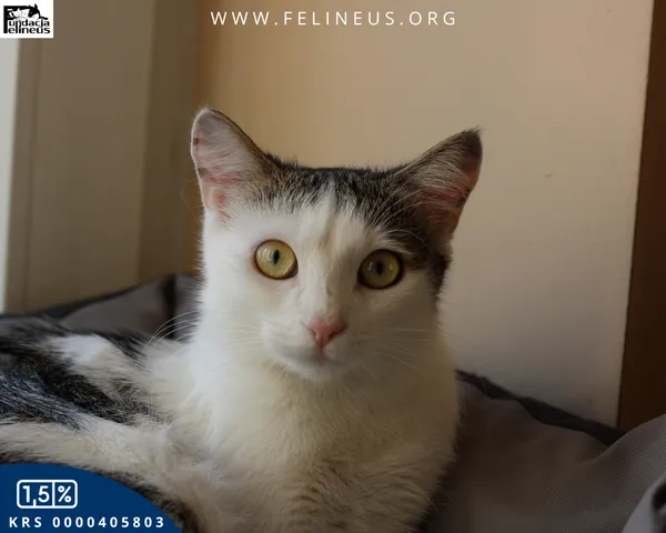 Kot do adopcji, Rzeszów, 28 kwietnia 2025 (3/6)