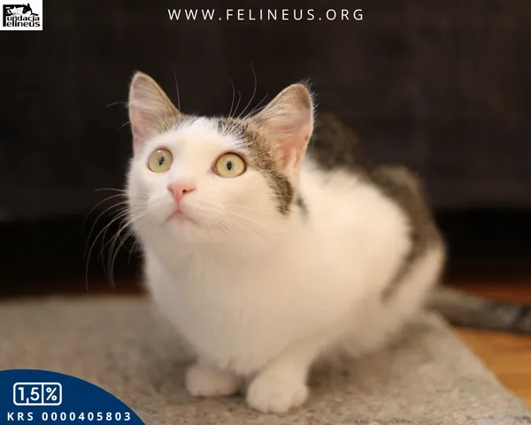 Kot do adopcji, Rzeszów, 28 kwietnia 2025 (5/6)