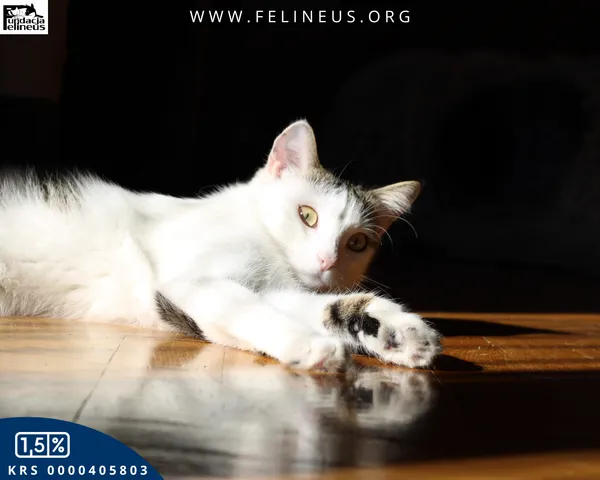 Kot do adopcji, Rzeszów, 28 kwietnia 2025 (6/6)