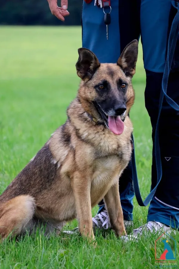 Pies do adopcji, Grudziądz, 7 kwietnia 2025 (1/5)