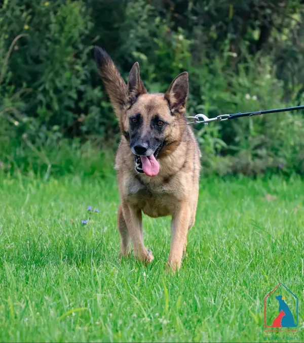 Pies do adopcji, Grudziądz, 7 kwietnia 2025 (2/5)