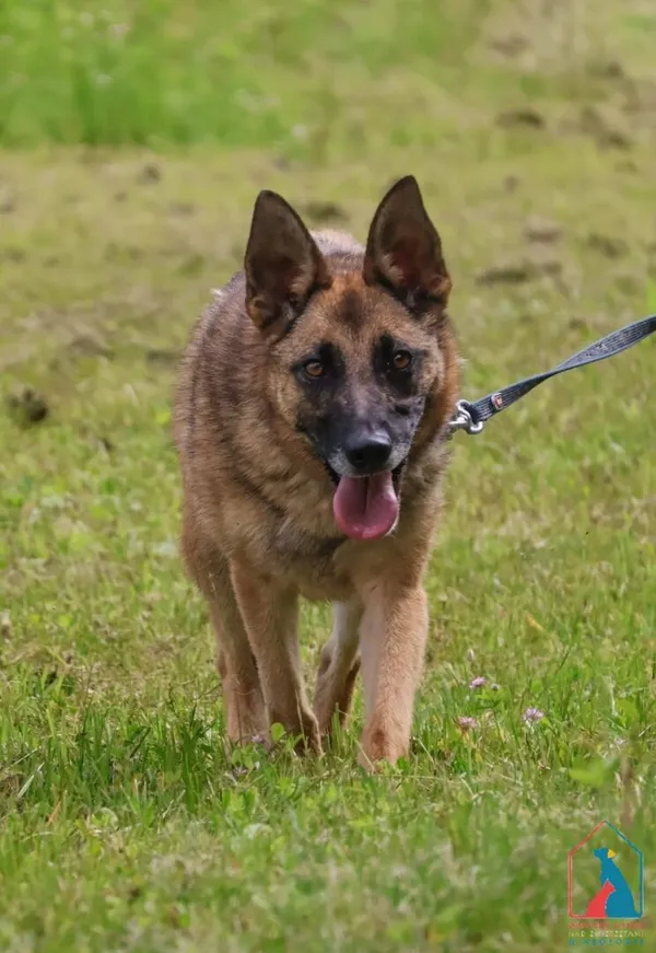 Pies do adopcji, Grudziądz, 7 kwietnia 2025 (3/5)