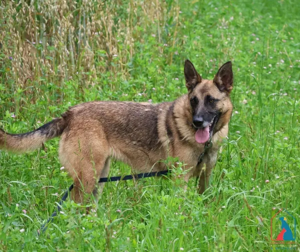 Pies do adopcji, Grudziądz, 7 kwietnia 2025 (4/5)