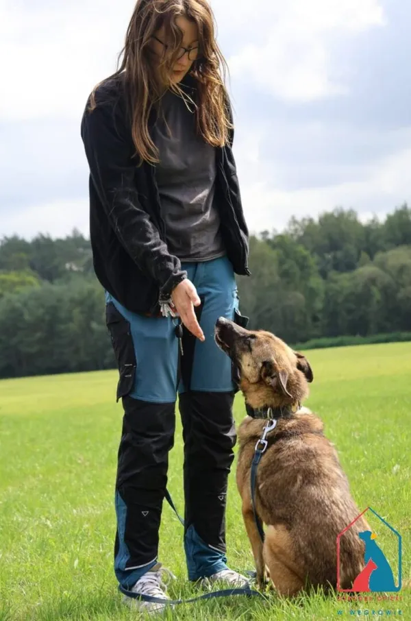 Pies do adopcji, Grudziądz, 7 kwietnia 2025 (5/5)