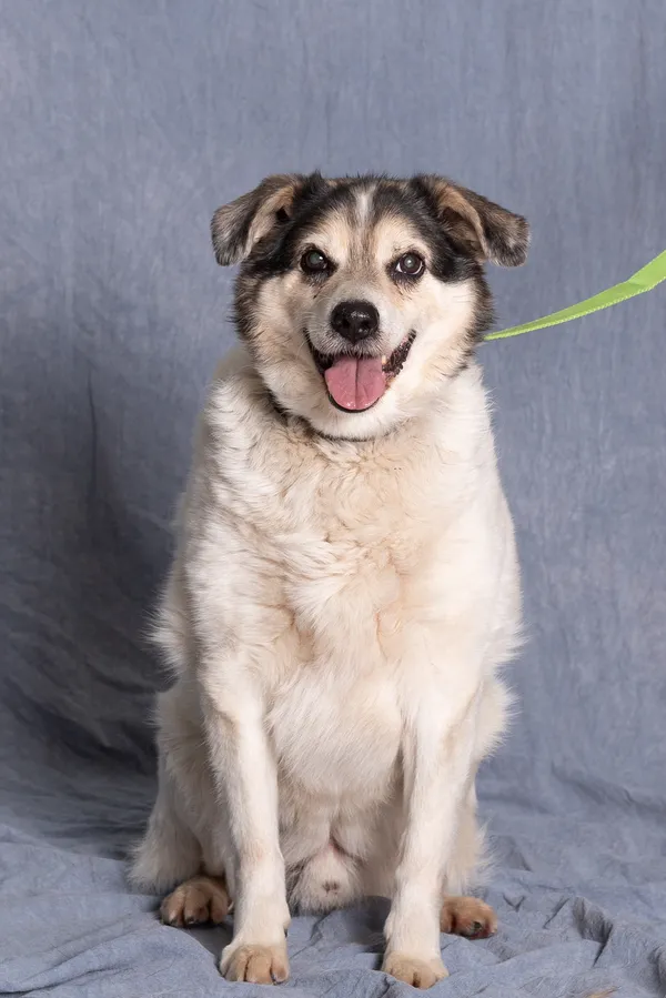 Pies do adopcji, Gdańsk, 28 kwietnia 2025