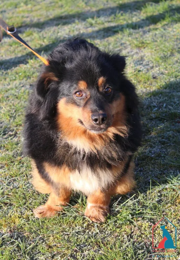 Pies do adopcji, Grudziądz, 9 kwietnia 2025