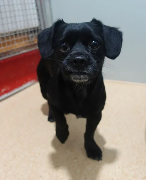 Znaleziono psa, Gdańsk, 28 kwietnia 2025