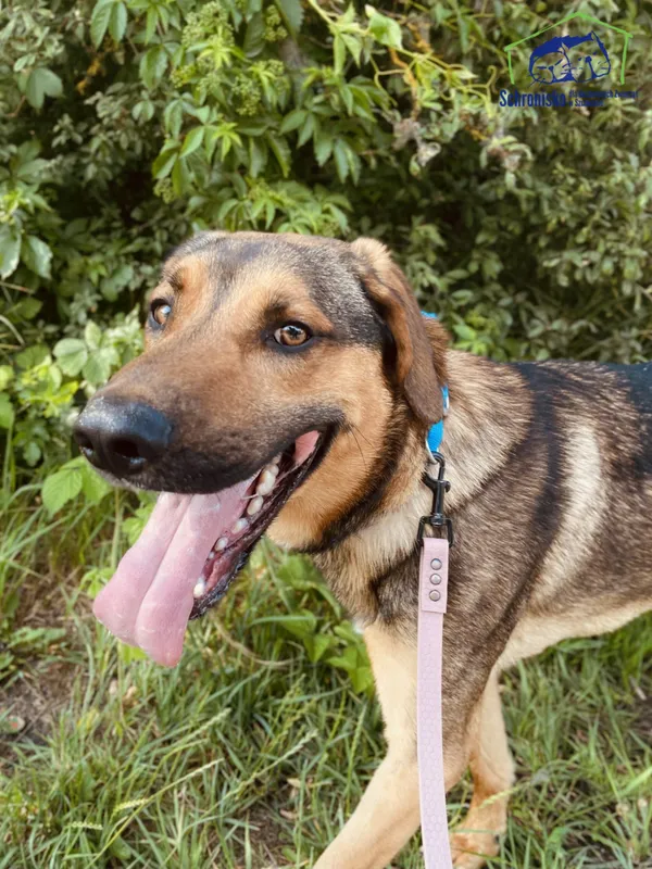 Znaleziono psa, Szczecin, 27 kwietnia 2025 (2/4)