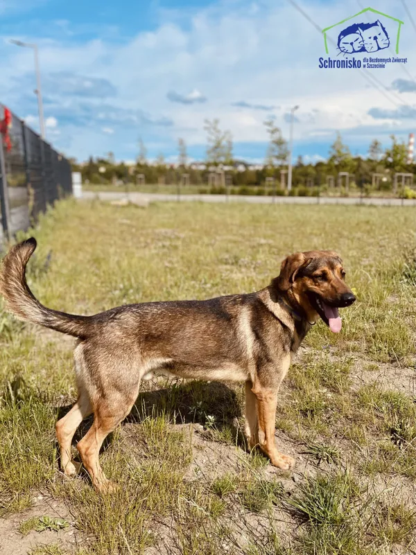 Znaleziono psa, Szczecin, 27 kwietnia 2025 (3/4)