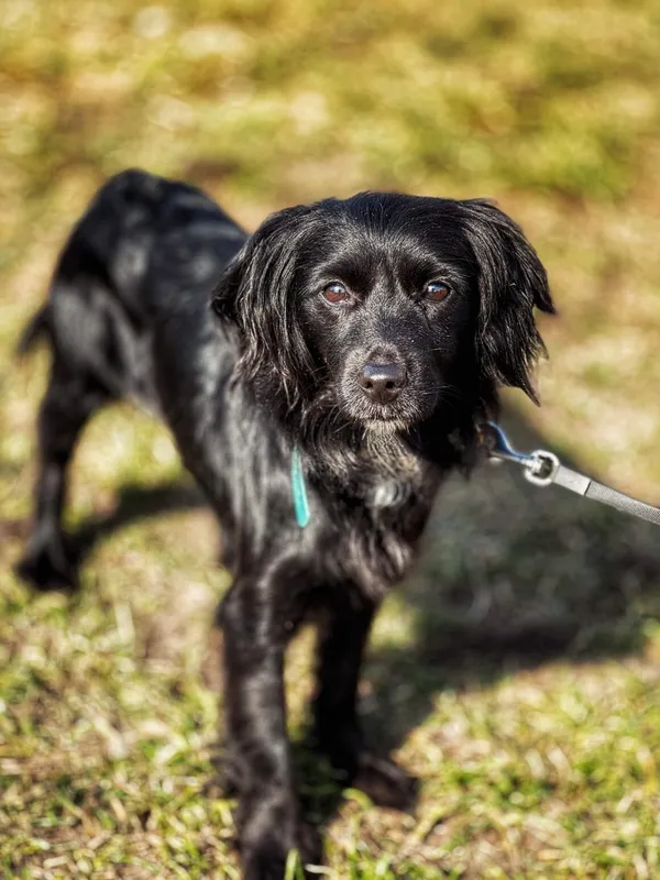 Pies do adopcji, Dłużyna Górna, 28 kwietnia 2025 (1/5)