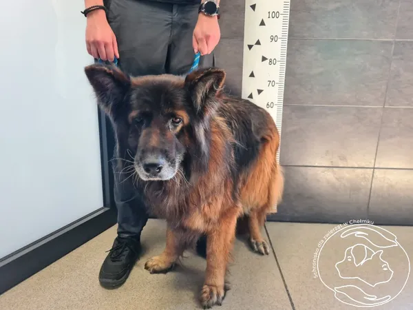 Znaleziono psa, Chełmek, 28 kwietnia 2025