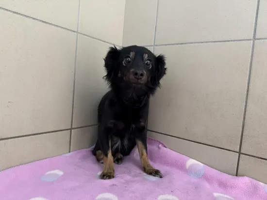 Pies do adopcji, Kraków, 14 kwietnia 2025