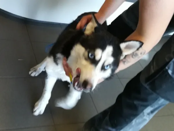 Znaleziono psa, Bydgoszcz, 28 kwietnia 2025