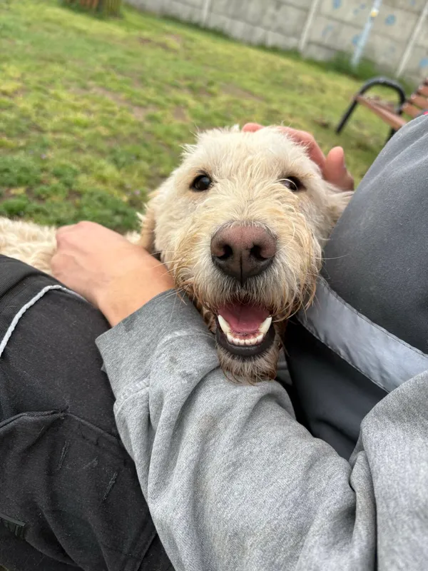 Pies do adopcji, Henrykowo, 11 października 2024 (4/5)