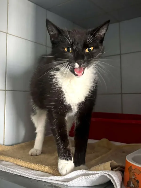 Znaleziono kota, Lublin, 25 kwietnia 2025