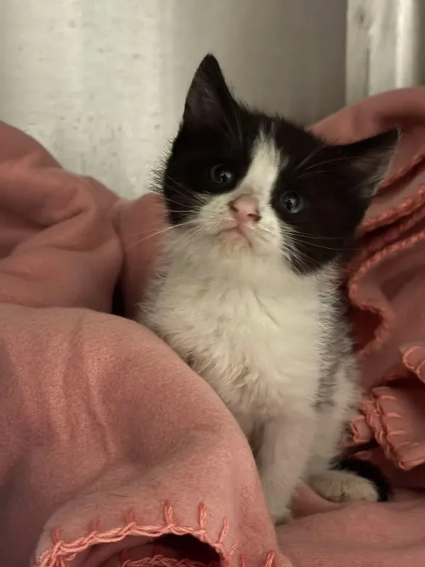 Znaleziono kota, Lublin, 25 kwietnia 2025