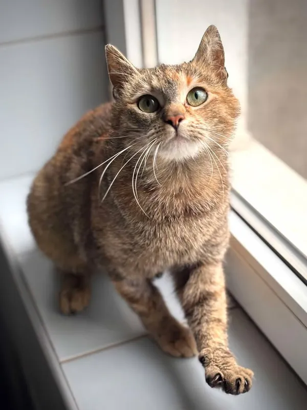 Znaleziono kota, Lublin, 23 kwietnia 2025