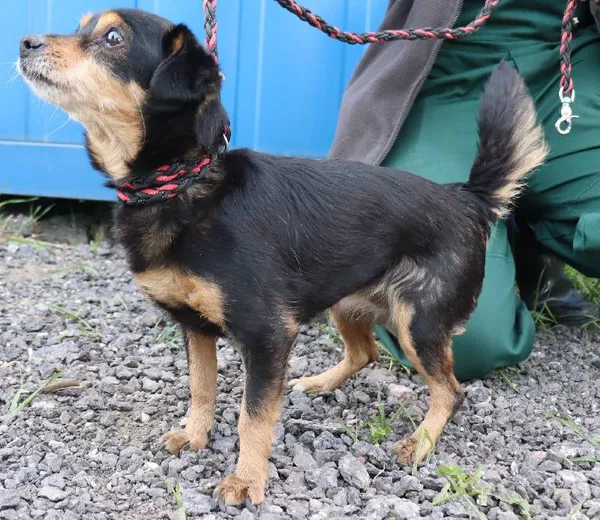 Znaleziono psa, Łódź, 29 kwietnia 2025 (1/2)