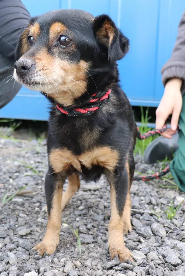 Znaleziono psa, Łódź, 29 kwietnia 2025 (2/2)