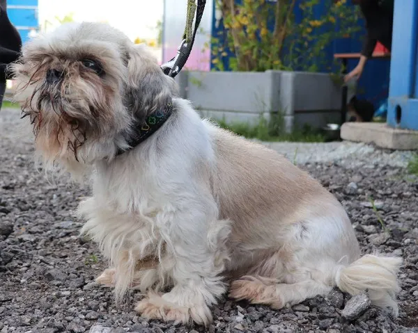 Znaleziono psa, Łódź, 29 kwietnia 2025 (1/2)