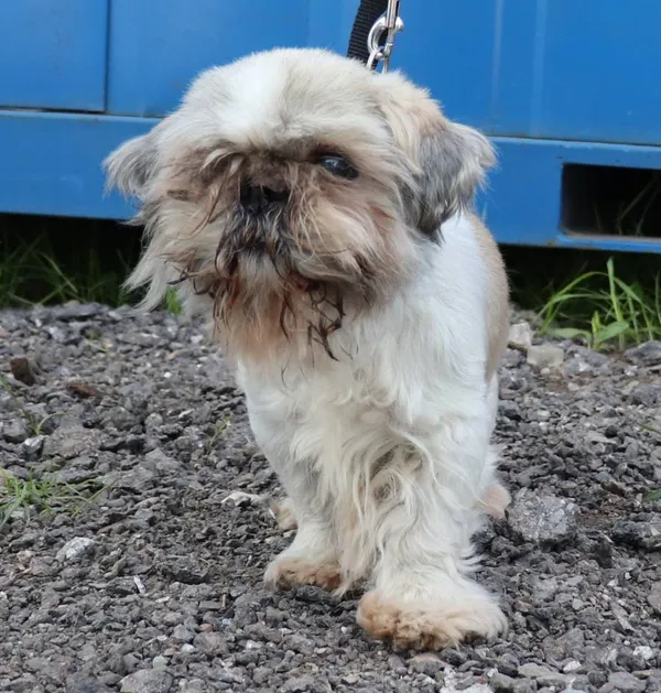 Znaleziono psa, Łódź, 29 kwietnia 2025 (2/2)