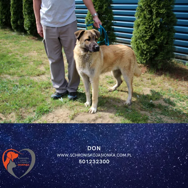 Pies do adopcji, Dębniak, 29 kwietnia 2025