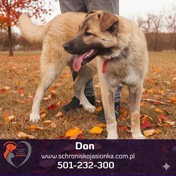 Pies do adopcji, Dębniak, 29 kwietnia 2025