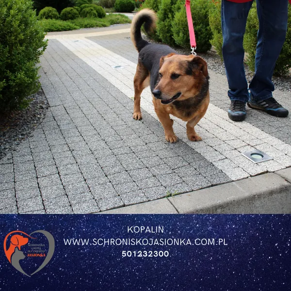 Pies do adopcji, Dębniak, 20 maja 2024