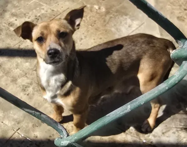 Znaleziono psa, Radom, 28 kwietnia 2025