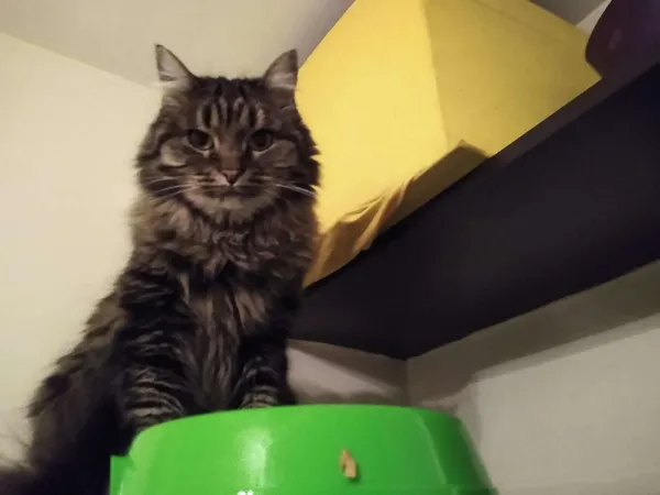 Zaginął kot, Warszawa, Kobiałka, 29 kwietnia 2025