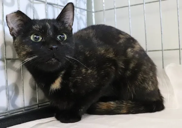 Znaleziono kota, Łódź, 28 kwietnia 2025 (1/2)