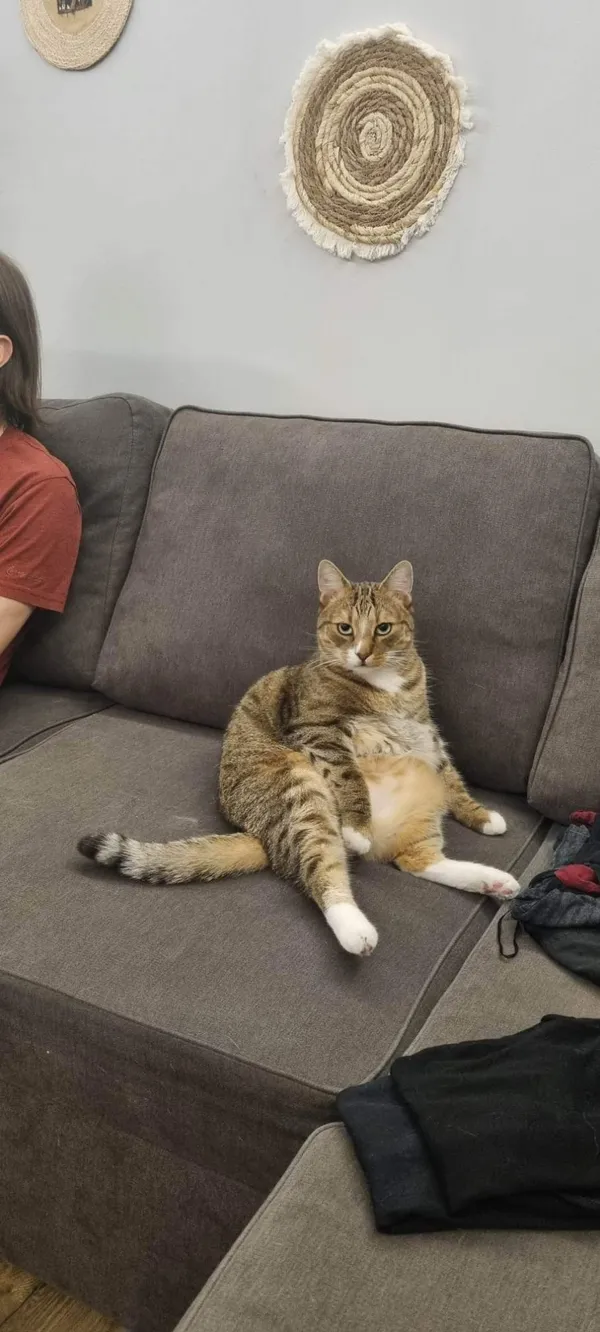 Zaginął kot, Łódź, 29 kwietnia 2025