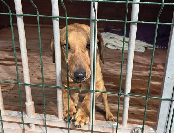 Pies do adopcji, Gorzów Wielkopolski, 28 kwietnia 2025