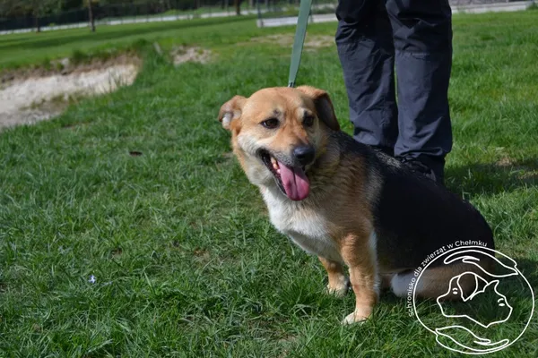 Pies do adopcji, Chełmek, 7 kwietnia 2025
