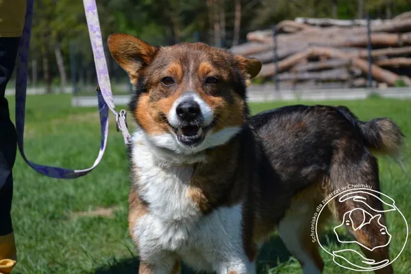Pies do adopcji, Chełmek, 7 kwietnia 2025