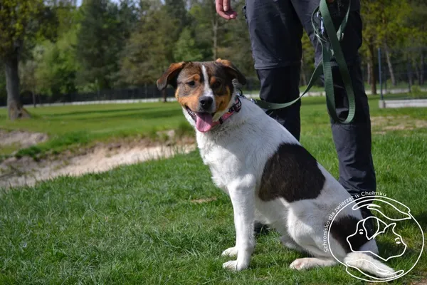 Pies do adopcji, Chełmek, 2 kwietnia 2025