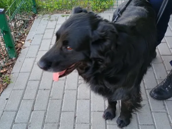 Znaleziono psa, Bydgoszcz, 28 kwietnia 2025