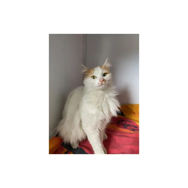 Znaleziono kota, Białystok, 29 kwietnia 2025