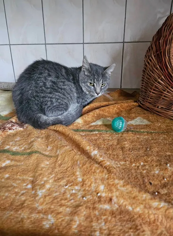 Kot do adopcji, Orzechowce, 28 kwietnia 2025 (2/4)